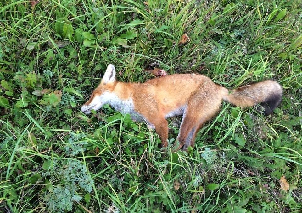 foxis, aptuveni 120m, 3006cal.