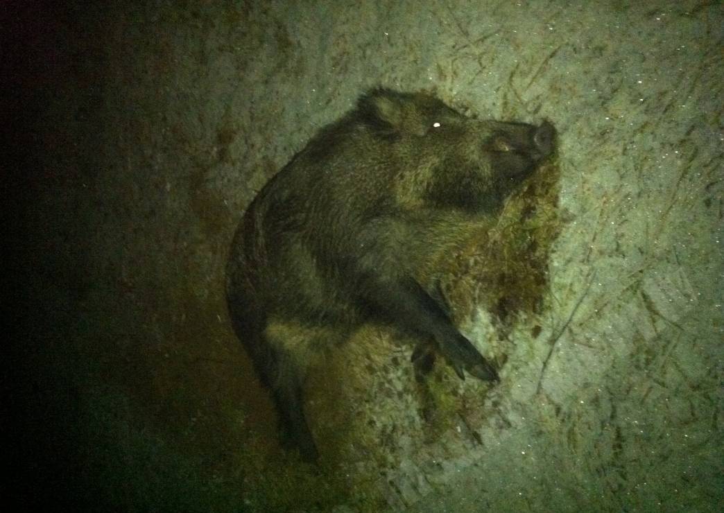 Pirmais sniegs