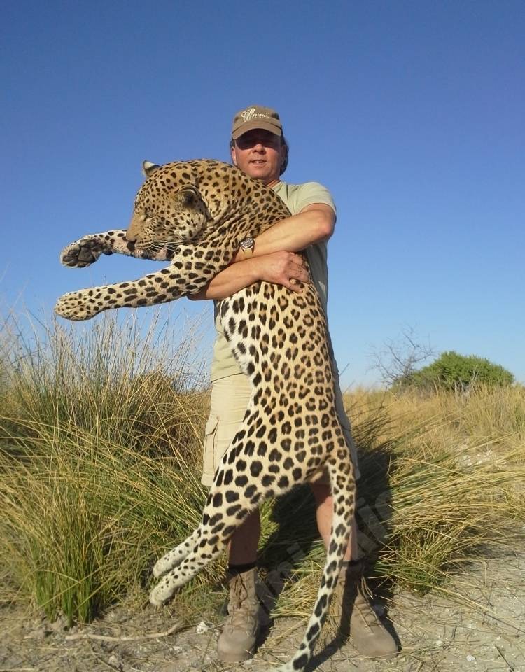 Leopards