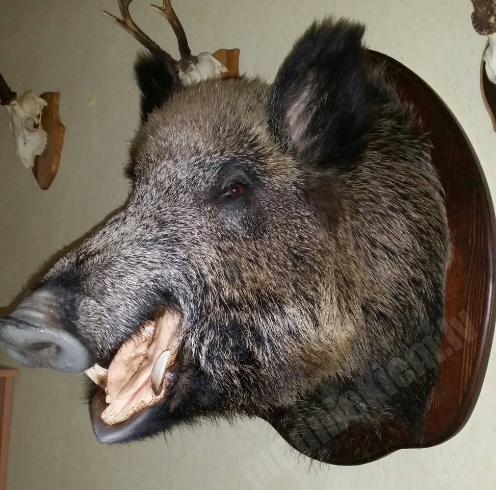 Kuilīts