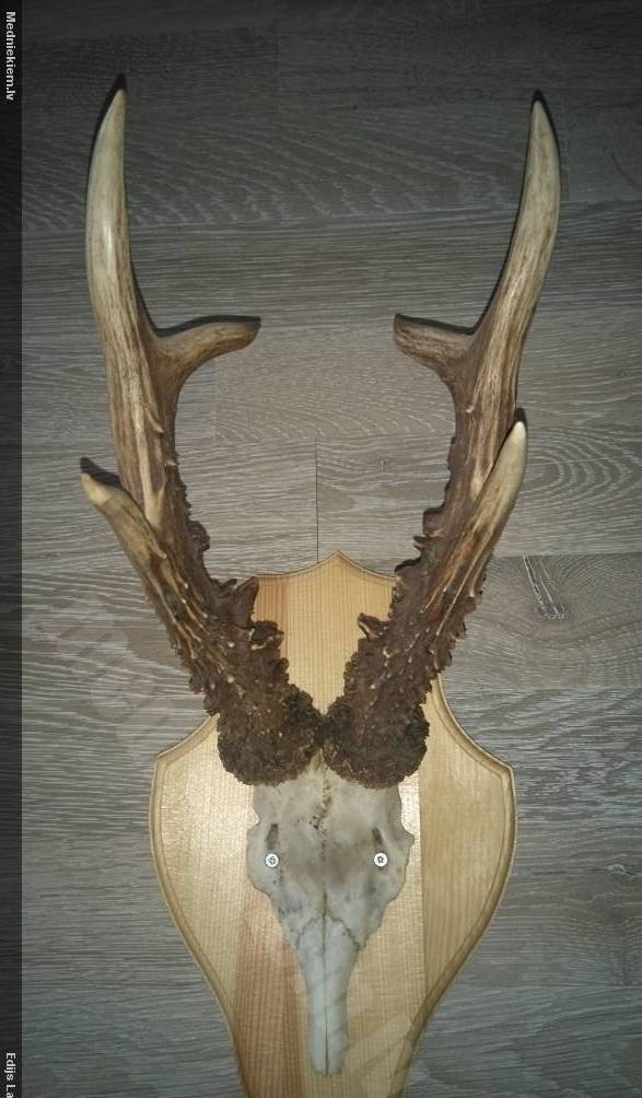 Pirmie āža ragi