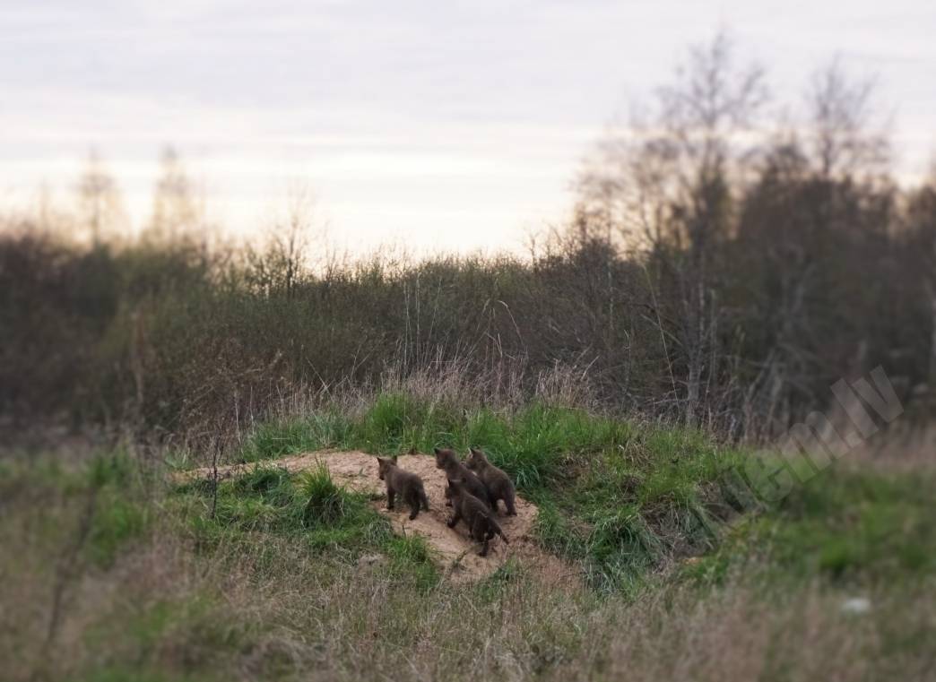 4 muskatieri