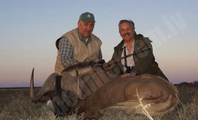 Black Wildebeest