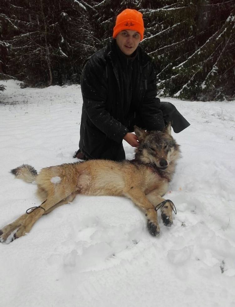 Vilks