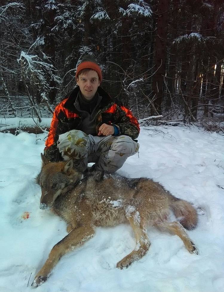 Vilks