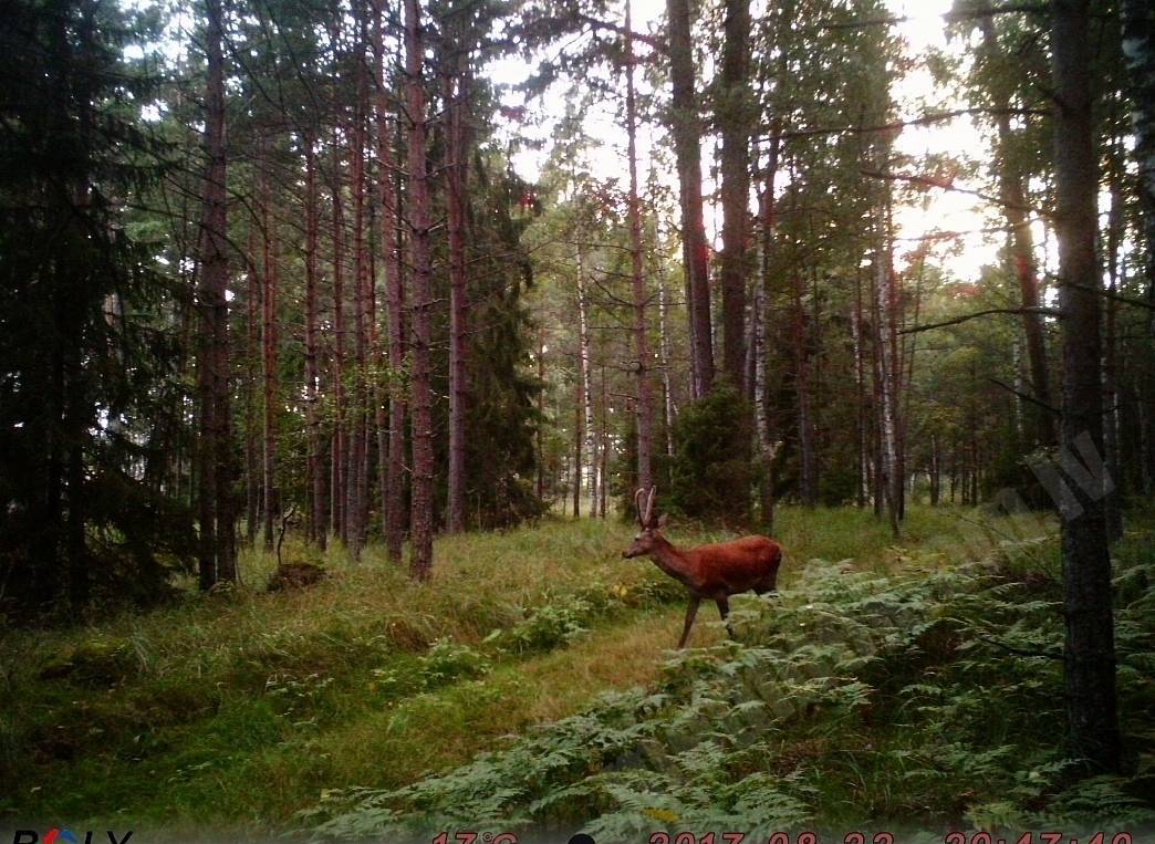 Izcils bullītis