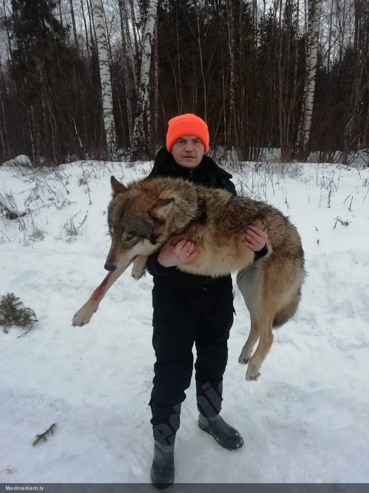 Vilks